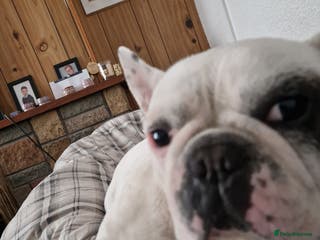 French Bulldog dogs Male French Bulldog for Sale - Advert 11