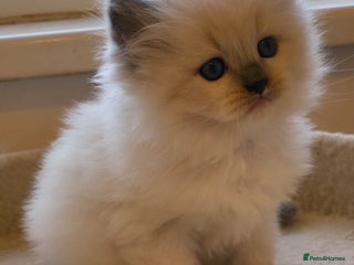 Siberian cats Kitten Siberian Neva Masquerade - Advert 1