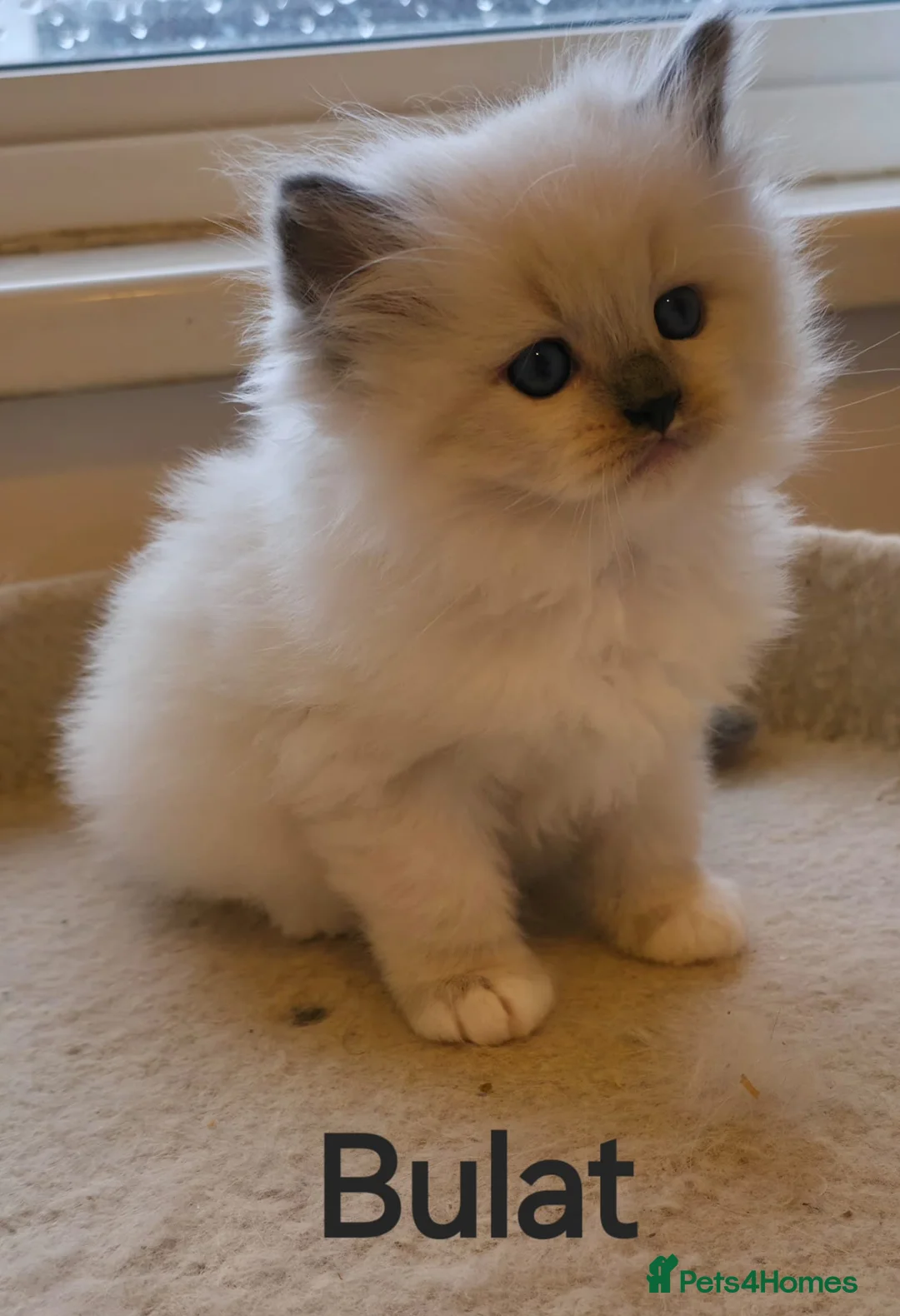 Siberian cats for sale: Kitten Siberian Neva Masquerade - Advert 1