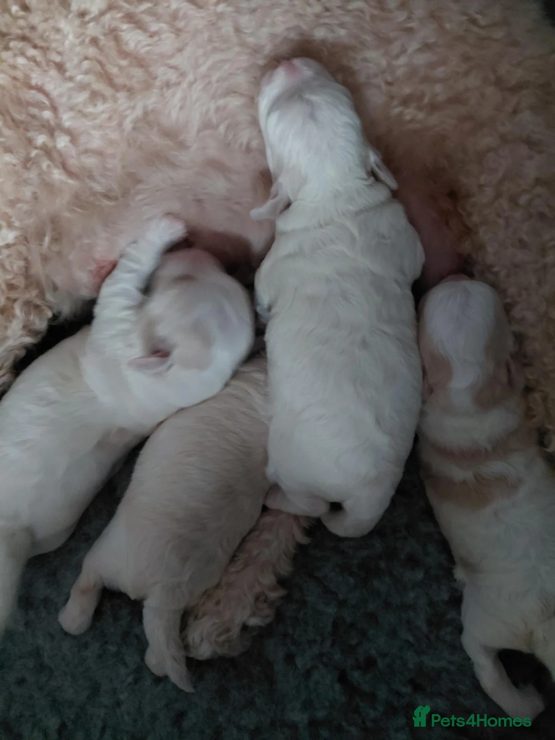 Maltipoo dogs for sale: Tiny adorable maltipoo puppies  - Advert 1