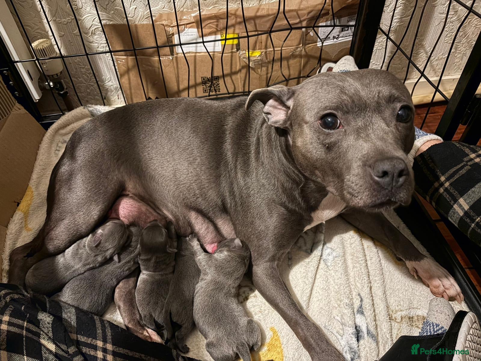 Staffordshire Bull Terrier dogs 4 Beautiful KC Registered Puppies 2 Boys & 2 Girls - Advert 2