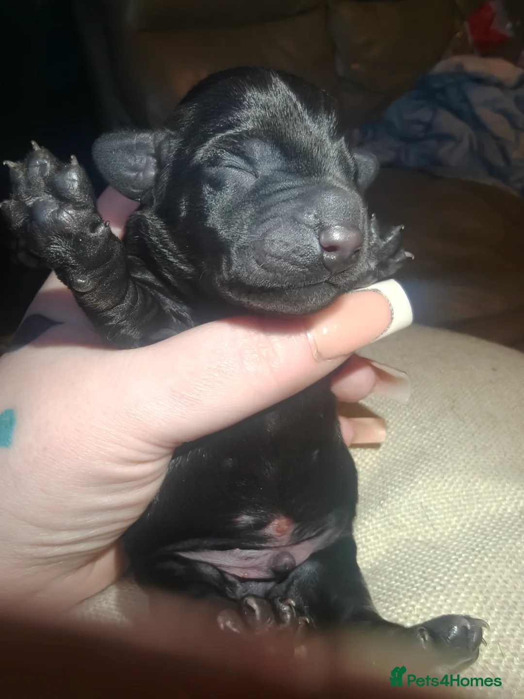 Dachshund dogs for sale: Dachshund puppies - Advert 13