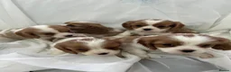 Cavalier King Charles Spaniel dogs for sale: Caviler king charles in Sunderland - Advert 5