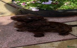 Cockapoo dogs for sale: last F1 boy ready now - Image 27