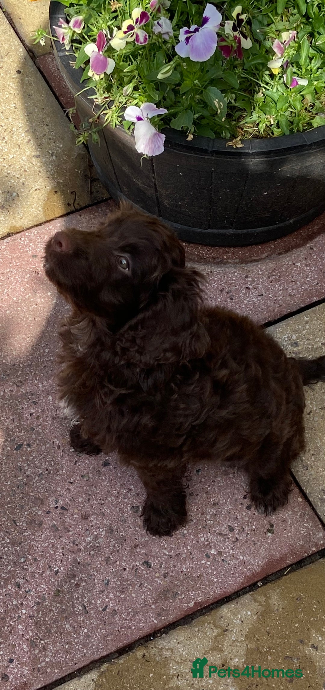 Cockapoo dogs for sale: last F1 boy ready now - Image 27