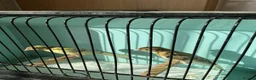 Canaries birds for sale: Canaries for sale  - Advert 20