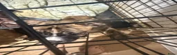 Mixed Breed dogs for sale: American bulldog x Husky puppies  - Advert 8