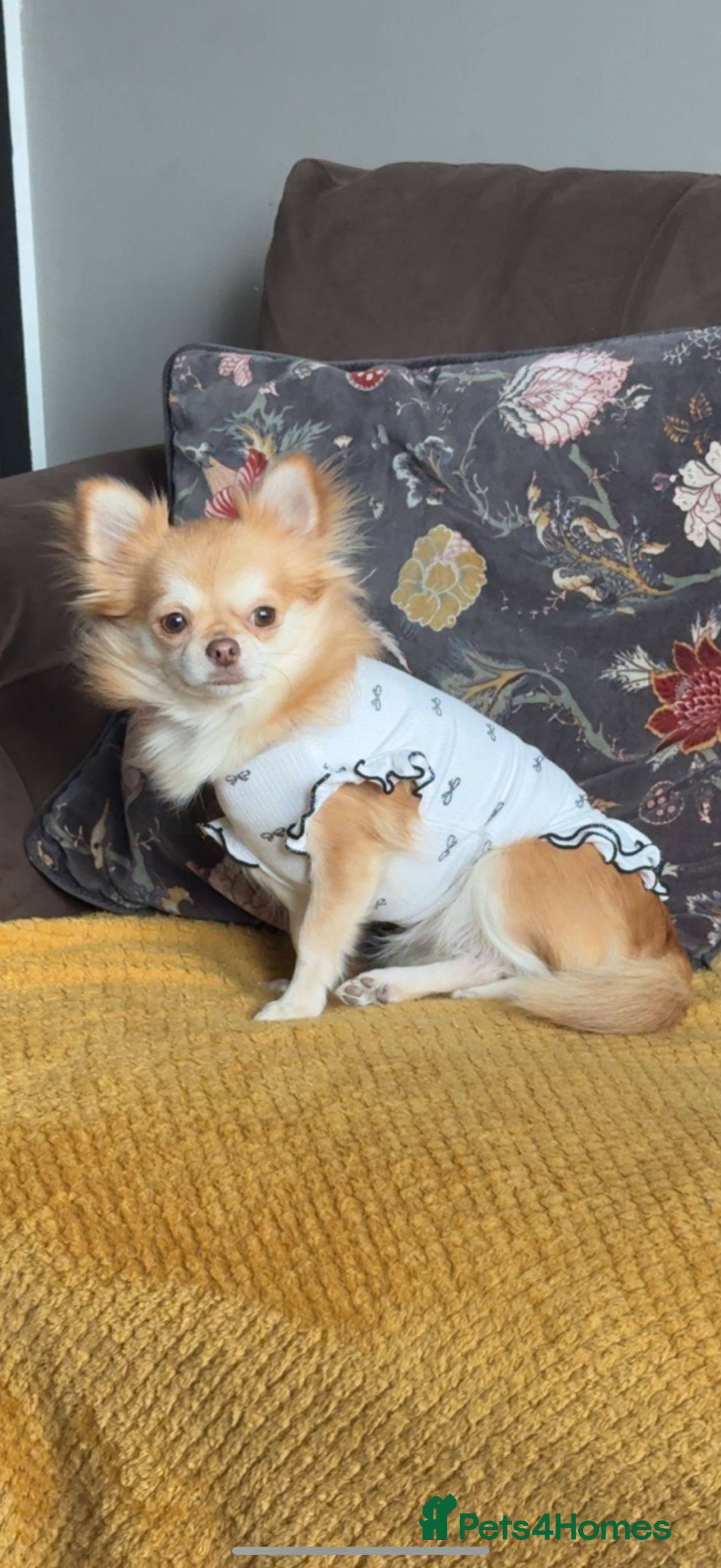 Chihuahua dogs for sale: Beautiful Cream & chocolate tan Chihuahuas! - Advert 16
