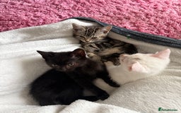 Domestic Shorthair cats for sale: Beautiful kittens for sale - ready to leave now  - Image 2