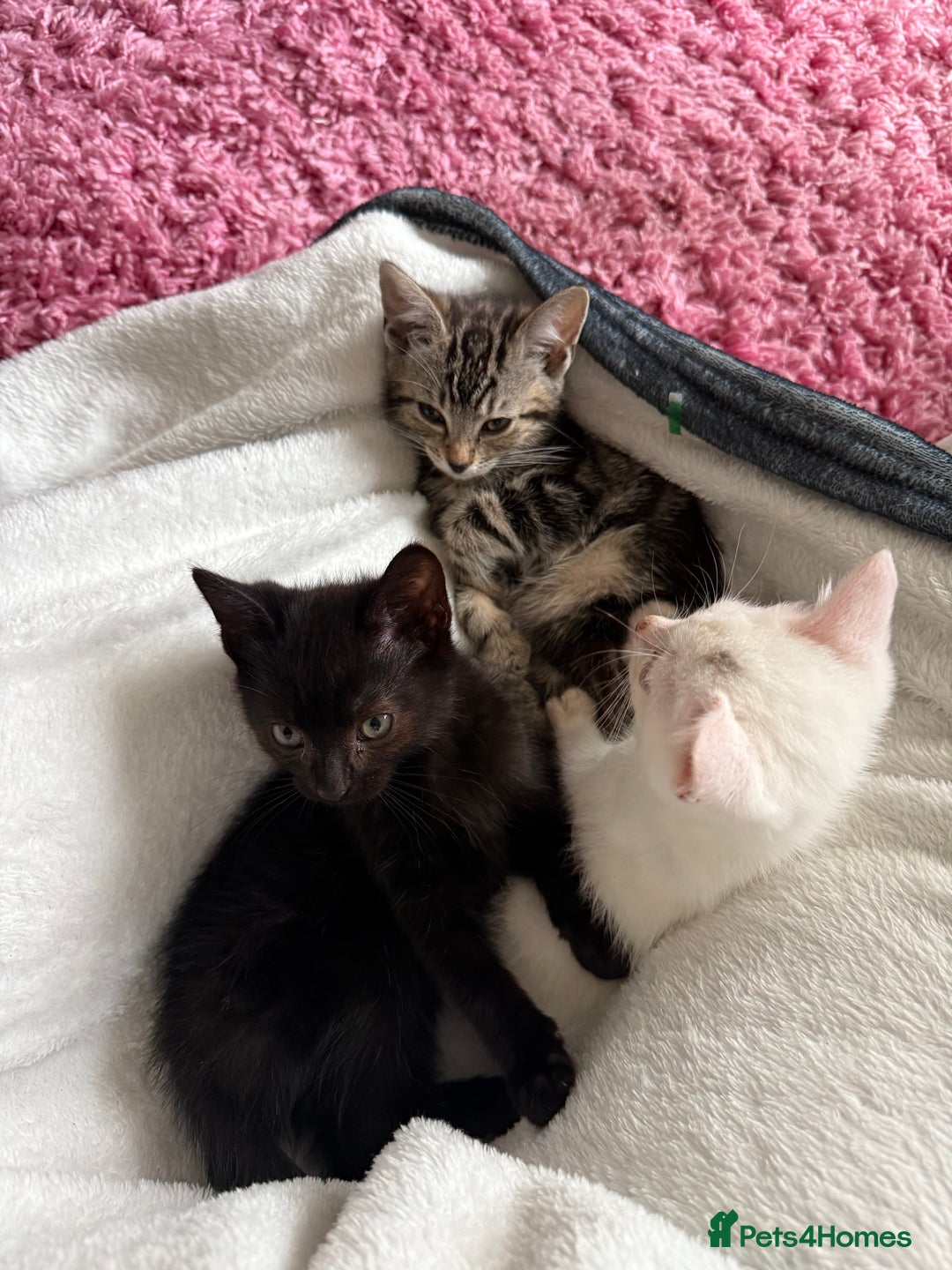 Domestic Shorthair cats for sale: Beautiful kittens for sale - ready to leave now  - Image 2