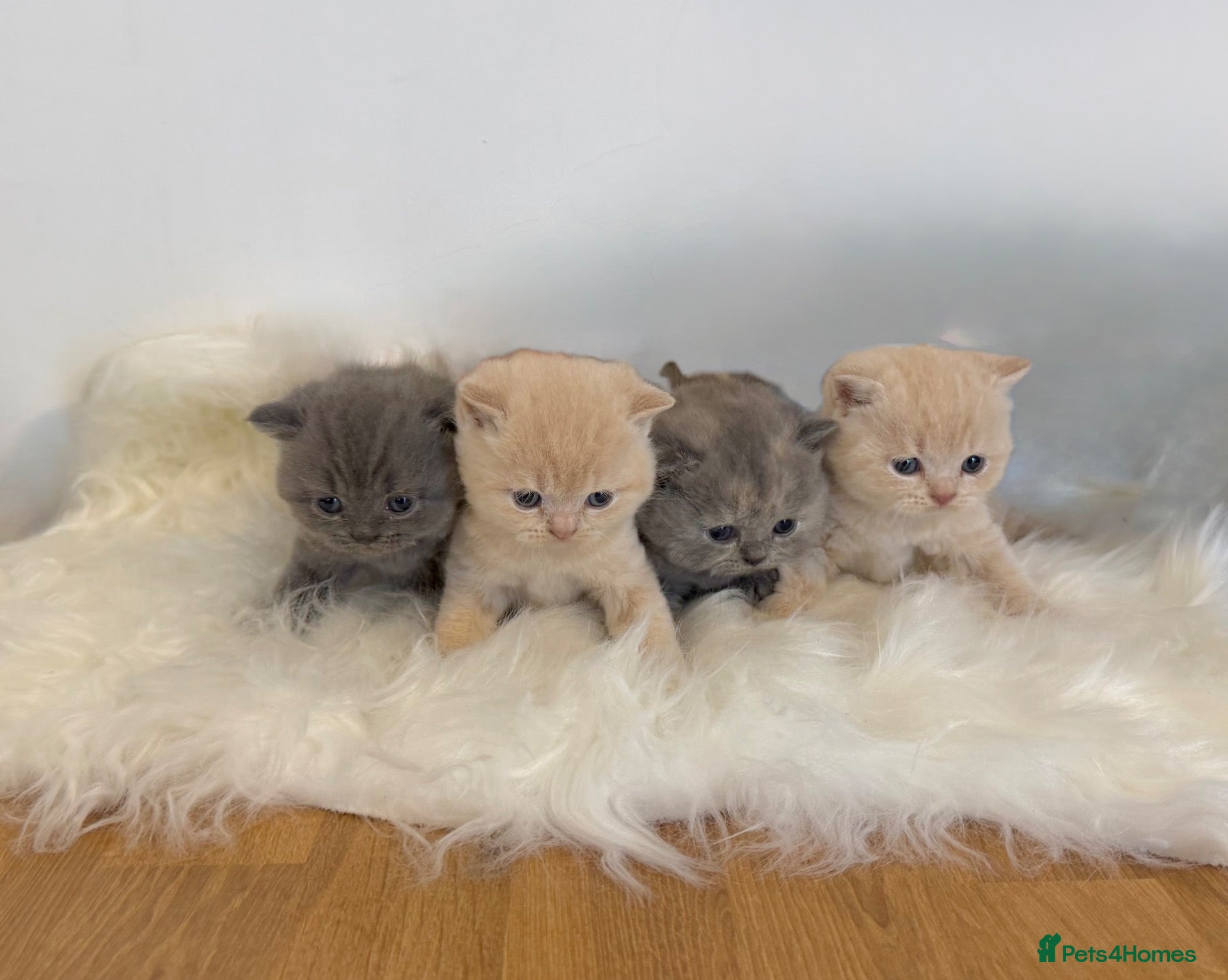 British Shorthair cats Gccf registered British shorthair kittens - Advert 1