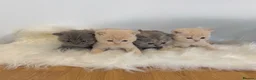 British Shorthair cats for sale: Gccf registered British shorthair kittens - Advert 1