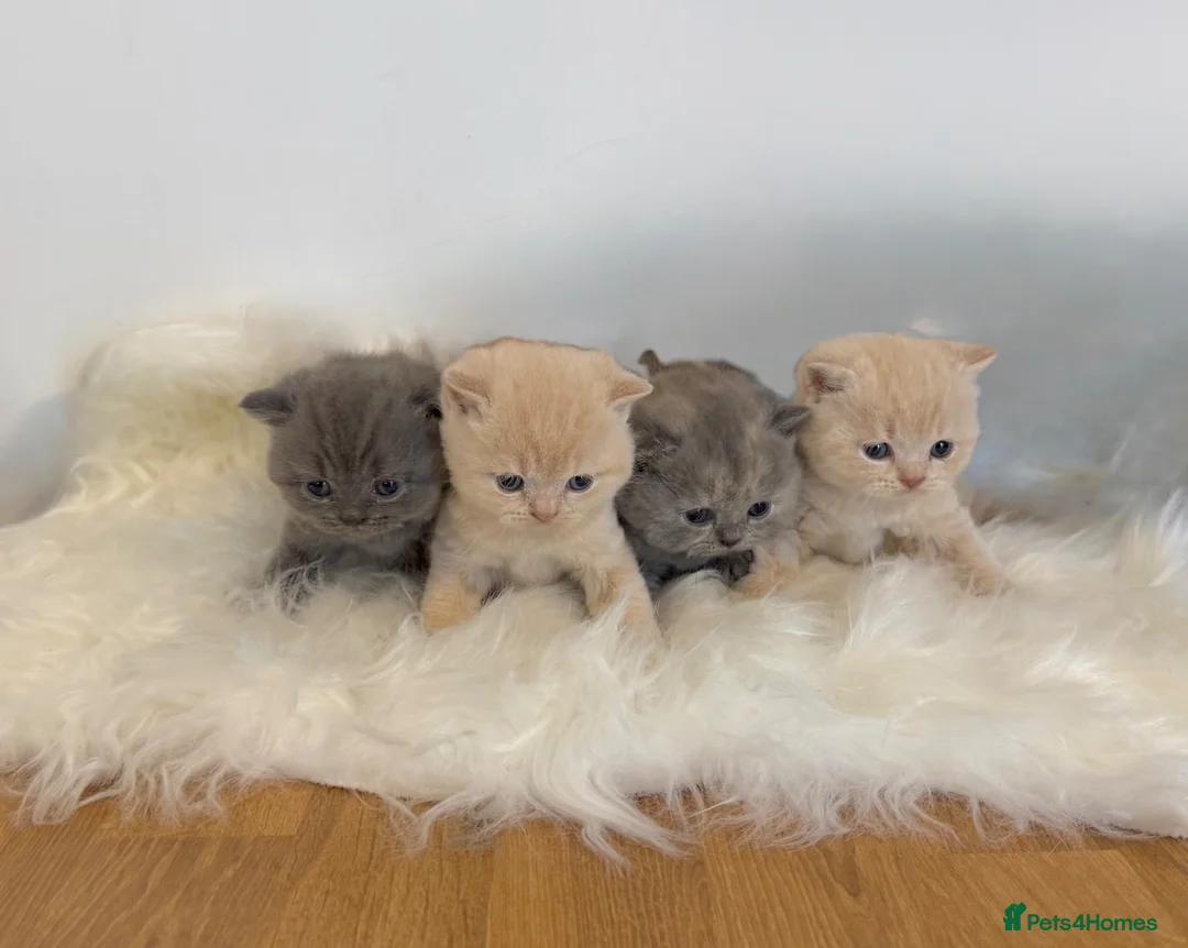 British Shorthair cats for sale: Gccf registered British shorthair kittens - Advert 1