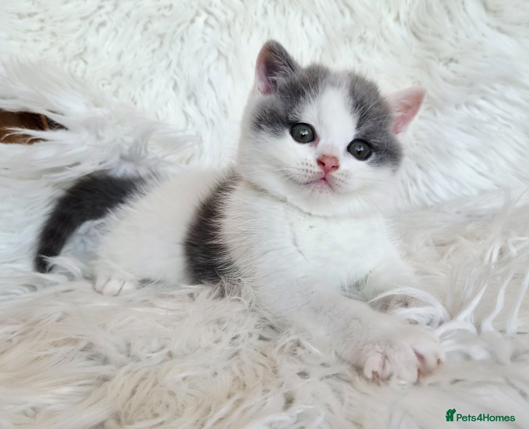 British Shorthair cats Stunning British shorthair kittens  - Advert 3