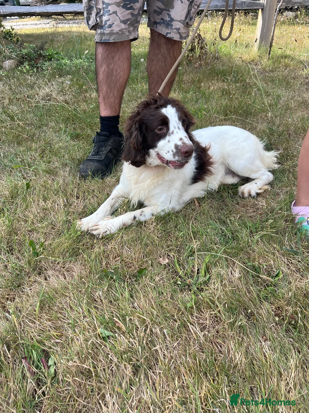 English Springer Spaniel dogs for sale: Springer spaniel  - Advert 2