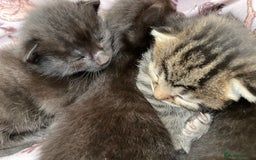 Mixed Breed cats for sale: Russian blue cross black and tabby kittens  - Image 7