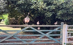 Peafowl poultry for sale: Peacocks, Peahens and Peachicks for sale  - Image 4