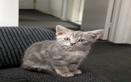 British Shorthair cats for sale: 2 baby sisters  - Image 3