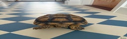 Tortoise reptiles for sale: African Spurred (Sulcata) Tortoise – Private Sale - Advert 2