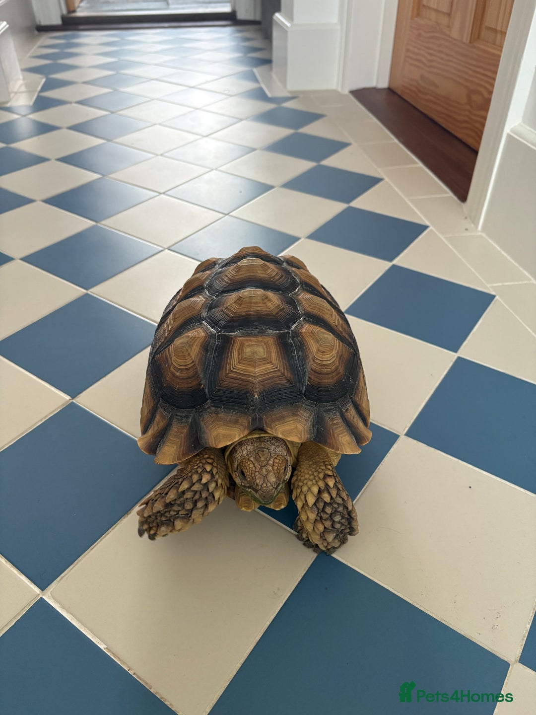 Tortoise reptiles for sale: African Spurred (Sulcata) Tortoise – Private Sale - Advert 2