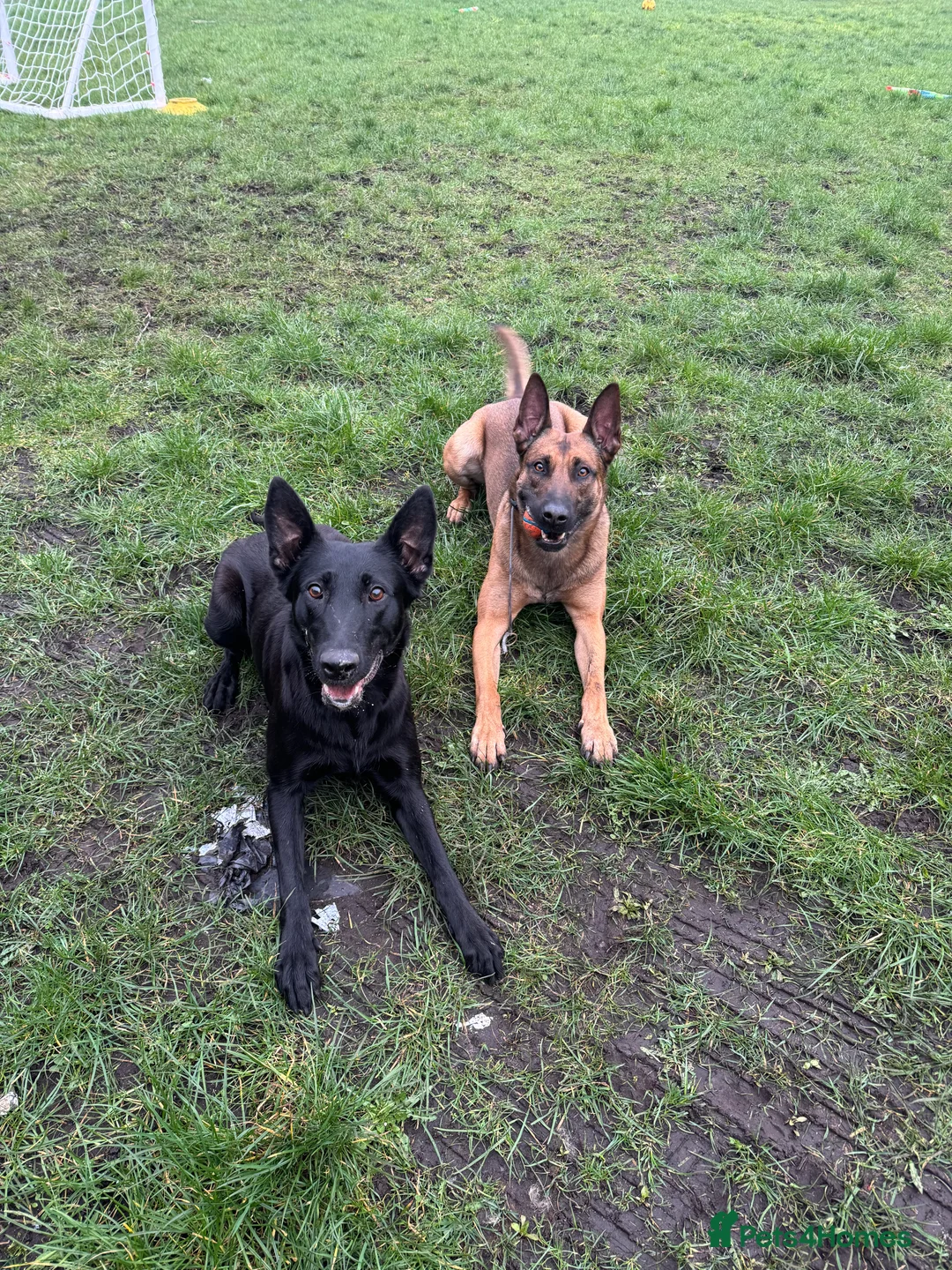 Belgian Shepherd Dog dogs for sale: Belgian Mallinois PUPS - Advert 1