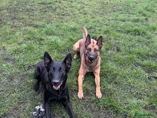 Belgian Shepherd Dog dogs Belgian Mallinois PUPS - Advert 21