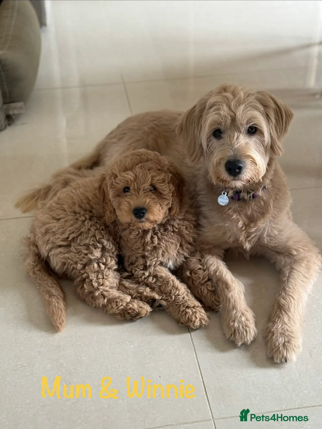 Mini Goldendoodle dogs for sale: 5★Miniature Goldendoodle Puppies-Waiting List Open - Advert 17