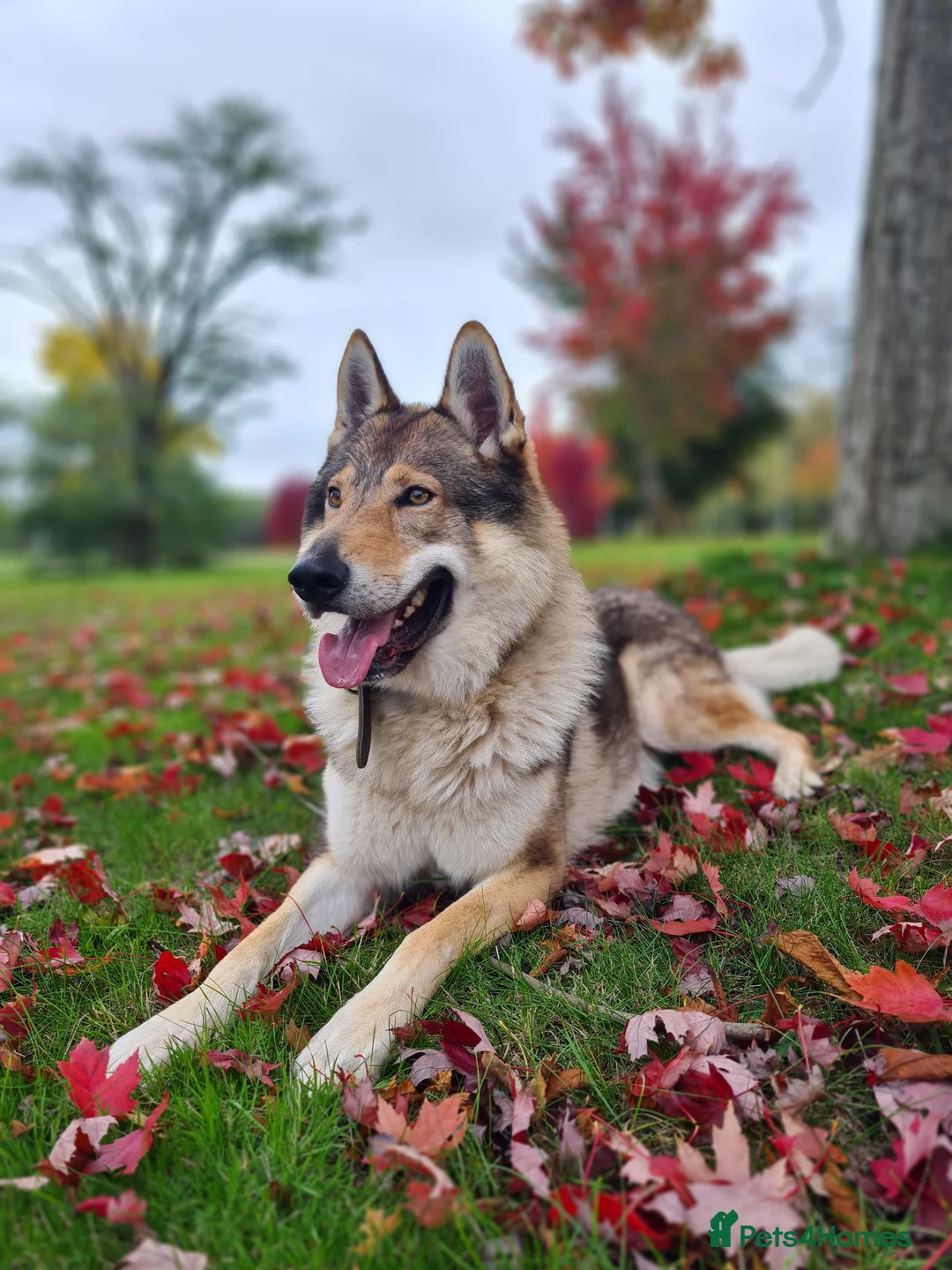 Saarloos Wolfdog dogs for stud: Stud Czechoslovakian wolfdog in Birmingham - Advert 8