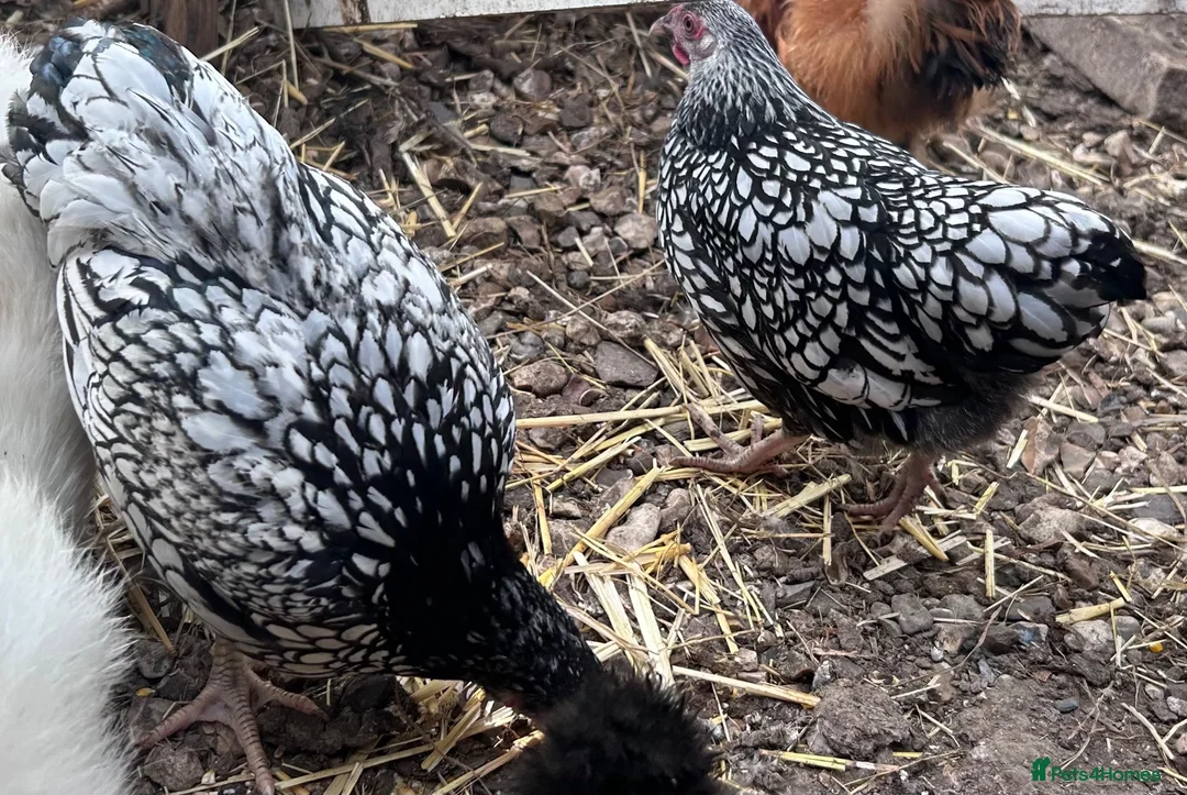 Chickens poultry for sale: Bantam silver laced wyndotte pair  - Advert 1