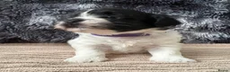 Lhasa Apso dogs for sale: KC Lhasa Apso Puppies – Ancestor of Shih Tzu - Advert 6