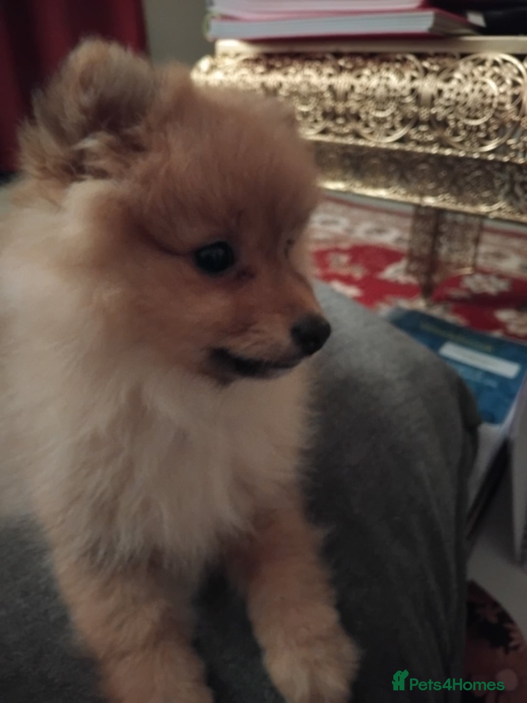 Pomeranian dogs for sale: Pomeranian puppy  - Advert 2