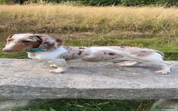Miniature Dachshund dogs for sale: Beautiful miniature dachshund for sale  - Image 3