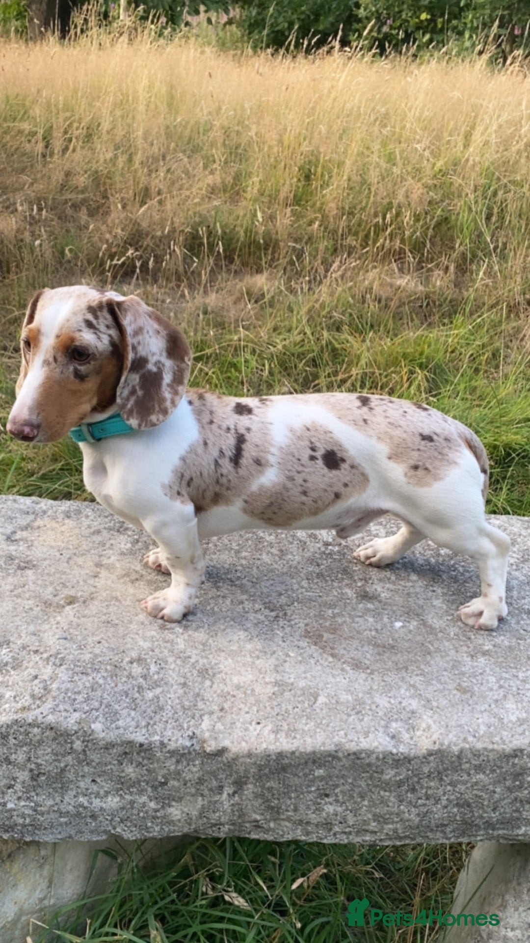 Miniature Dachshund dogs for sale: Beautiful miniature dachshund for sale  - Image 3