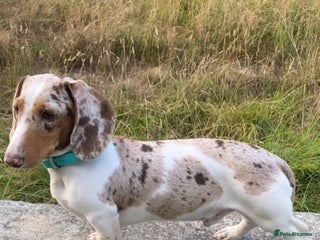 Miniature Dachshund dogs - Advert 2