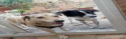 Mixed Breed dogs for adoption: Meet Freckles, currently residing in Sheffield  in Sheffield - Advert 3