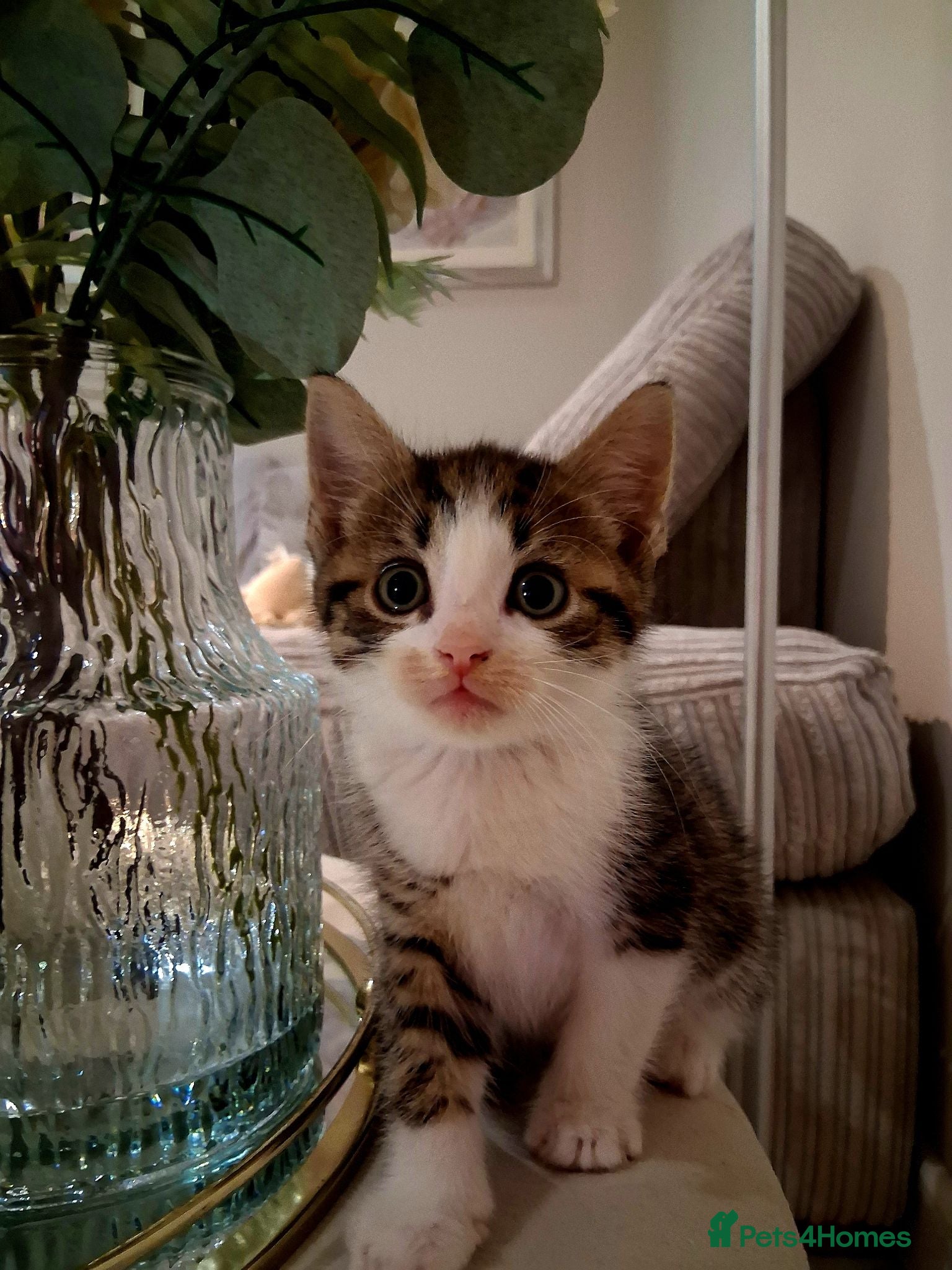 Mixed Breed cats 6 Gorgeous kittens - Advert 1