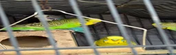 Budgerigars birds for sale: Budgies for sale  in Manchester - Advert 3