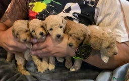 Toy Poodle dogs for sale: KC Registered Toy Poodle Treasures  - Image 3