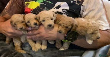 Toy Poodle dogs - Advert 5