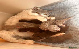 British Shorthair cats for sale: Champion Parents - Bi Colour  British Shorthair  - Image 12