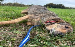 Mixed Breed dogs for adoption: Dana (2) Norwich Norfolk  - Image 7