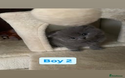 British Longhair cats for sale: British Long/Short Hair Adorable Kittens - Advert 10
