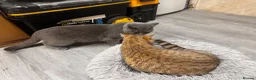 British Shorthair cats for sale: Chinchilla/British shorthair male kitten - Advert 9