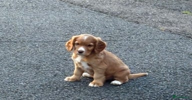 Cocker Spaniel dogs - Advert 2
