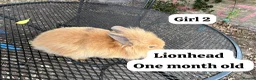 Netherland Dwarf rabbits for sale: New babies lionhead  - Advert 1