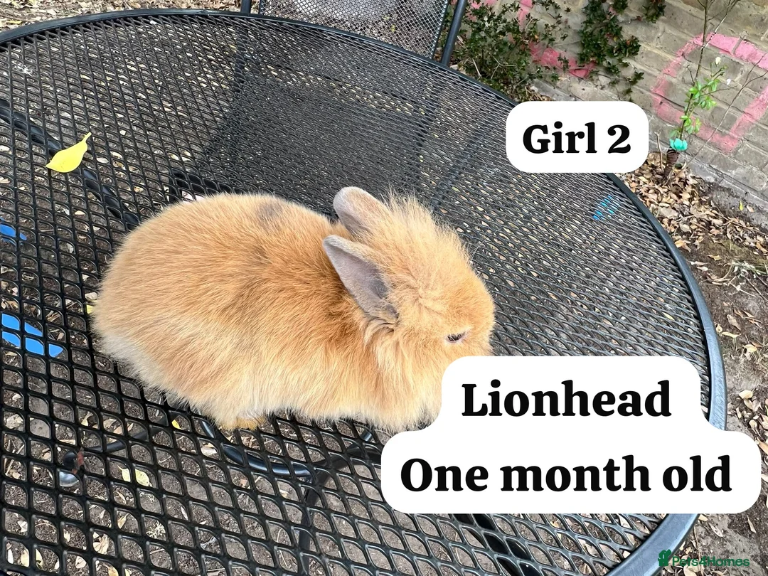 Netherland Dwarf rabbits for sale: New babies lionhead  - Advert 1