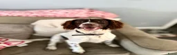 English Springer Spaniel dogs for sale: Springer Spaneil - Advert 7