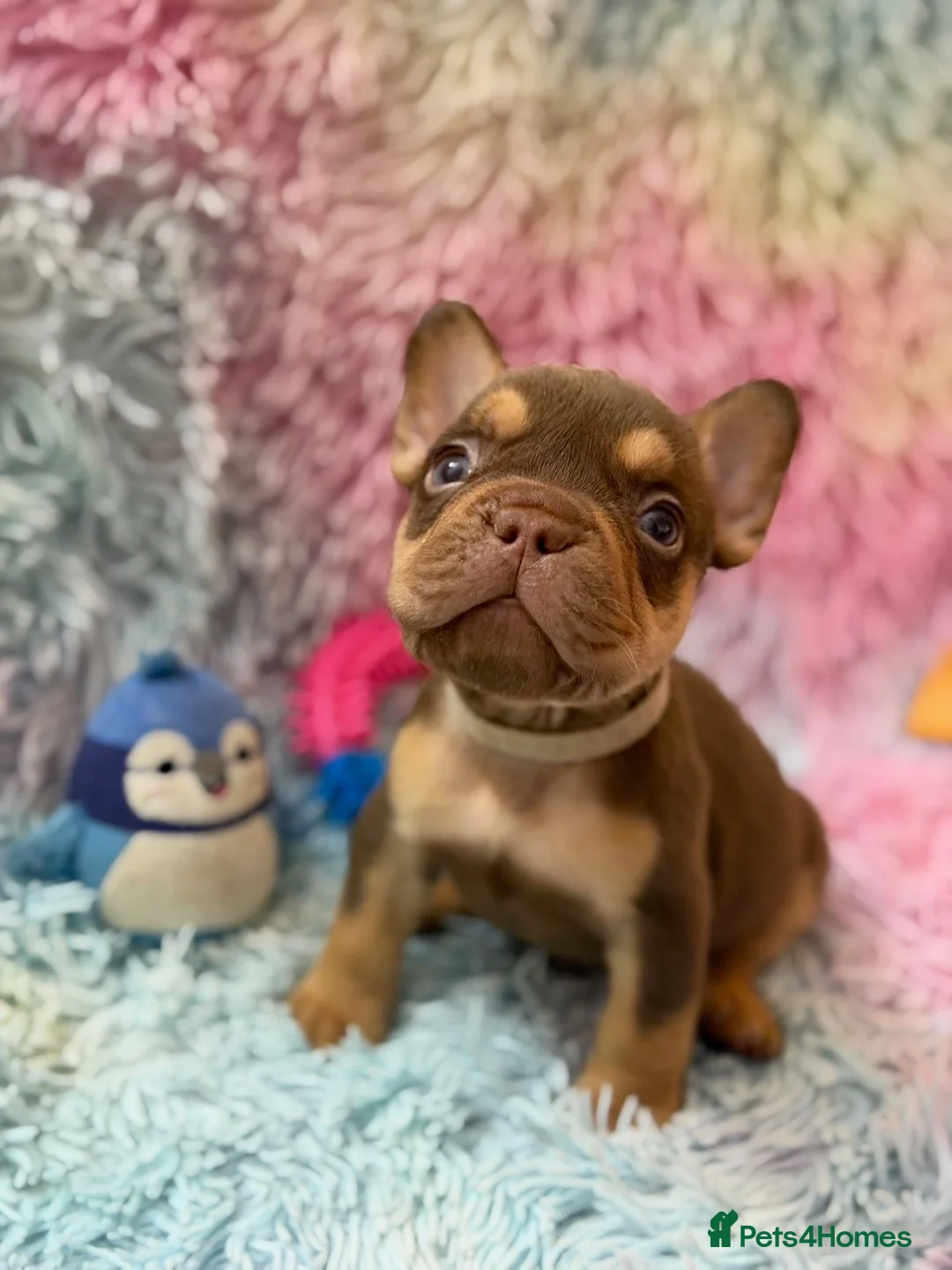 French Bulldog dogs for sale: Frenchies in Chocolate & Tan and Rojo - Advert 14