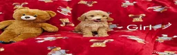 Cockapoo dogs for sale: ⚜️Pure Quality Cockapoos ⚜️ - Advert 5