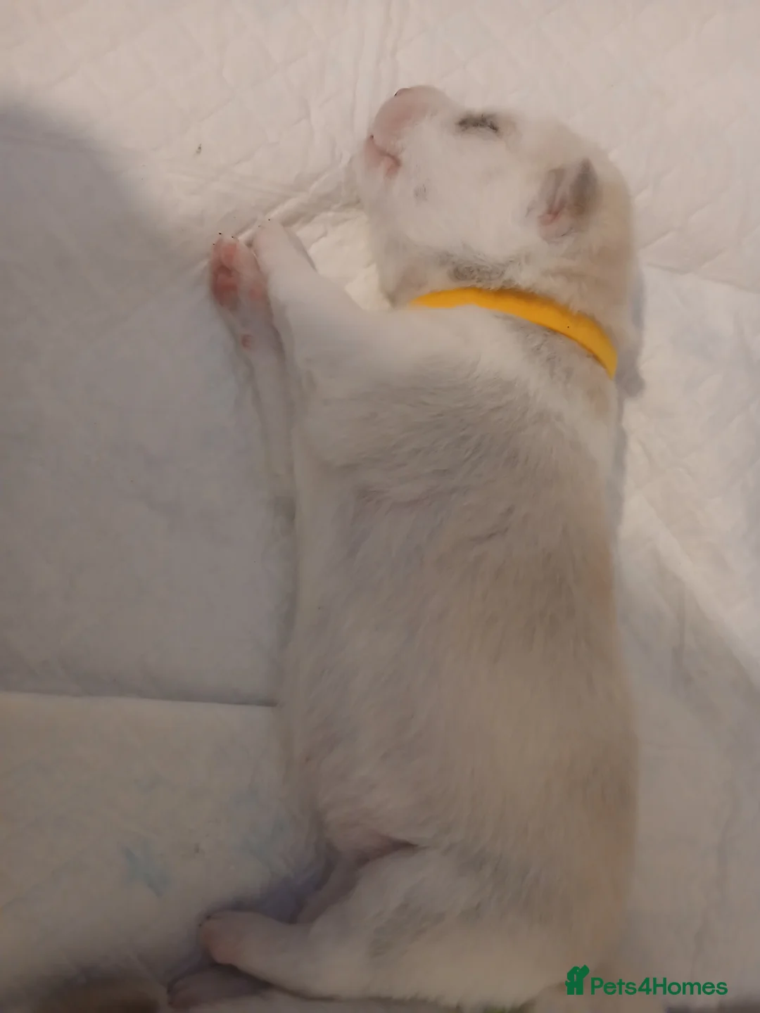 Siberian Husky dogs for sale: 1 SIB HUSKY GIRL LEFT CAN LEAVE 12/02/26 - Advert 26